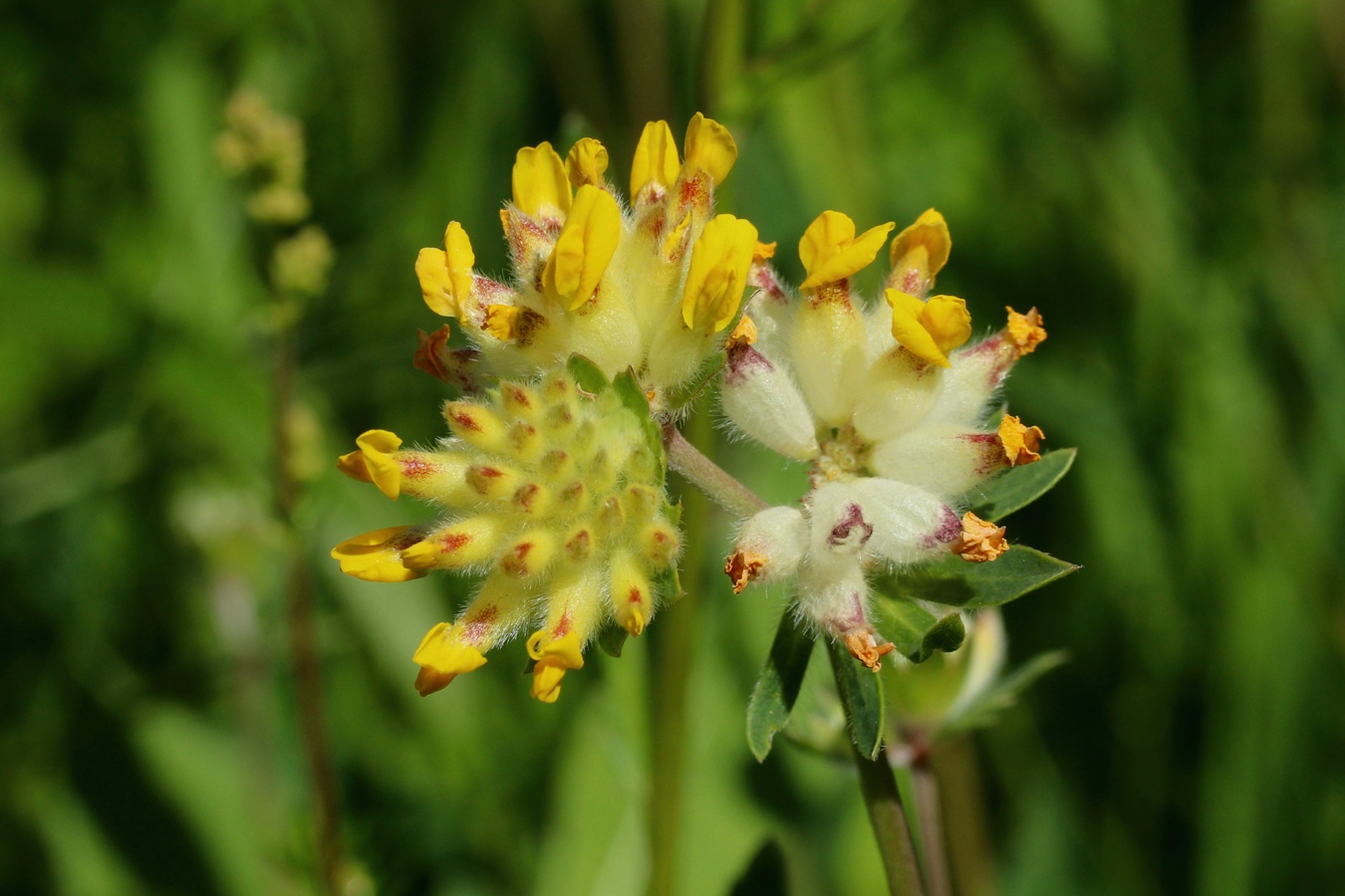 Изображение особи Anthyllis vulneraria.