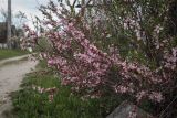 Amygdalus nana