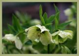 Helleborus caucasicus