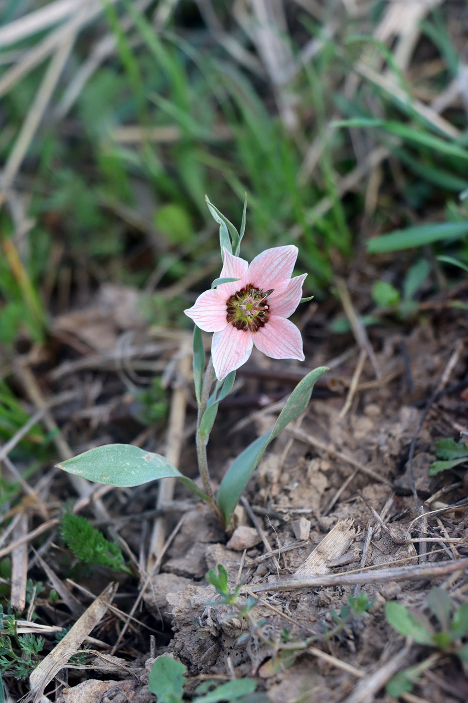 Изображение особи Fritillaria rugillosa.