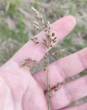 Hierochloe hirta