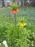 Fritillaria imperialis