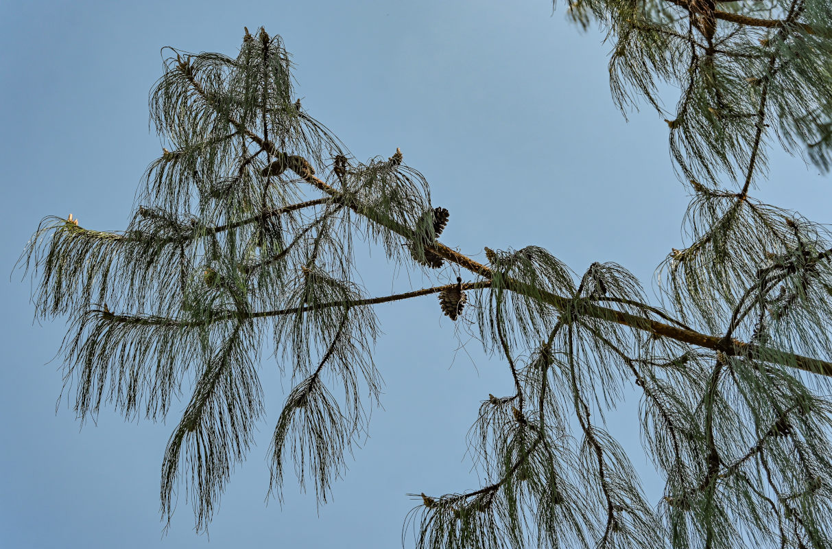 Image of Pinus patula specimen.