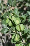 Zygophyllum gontscharovii