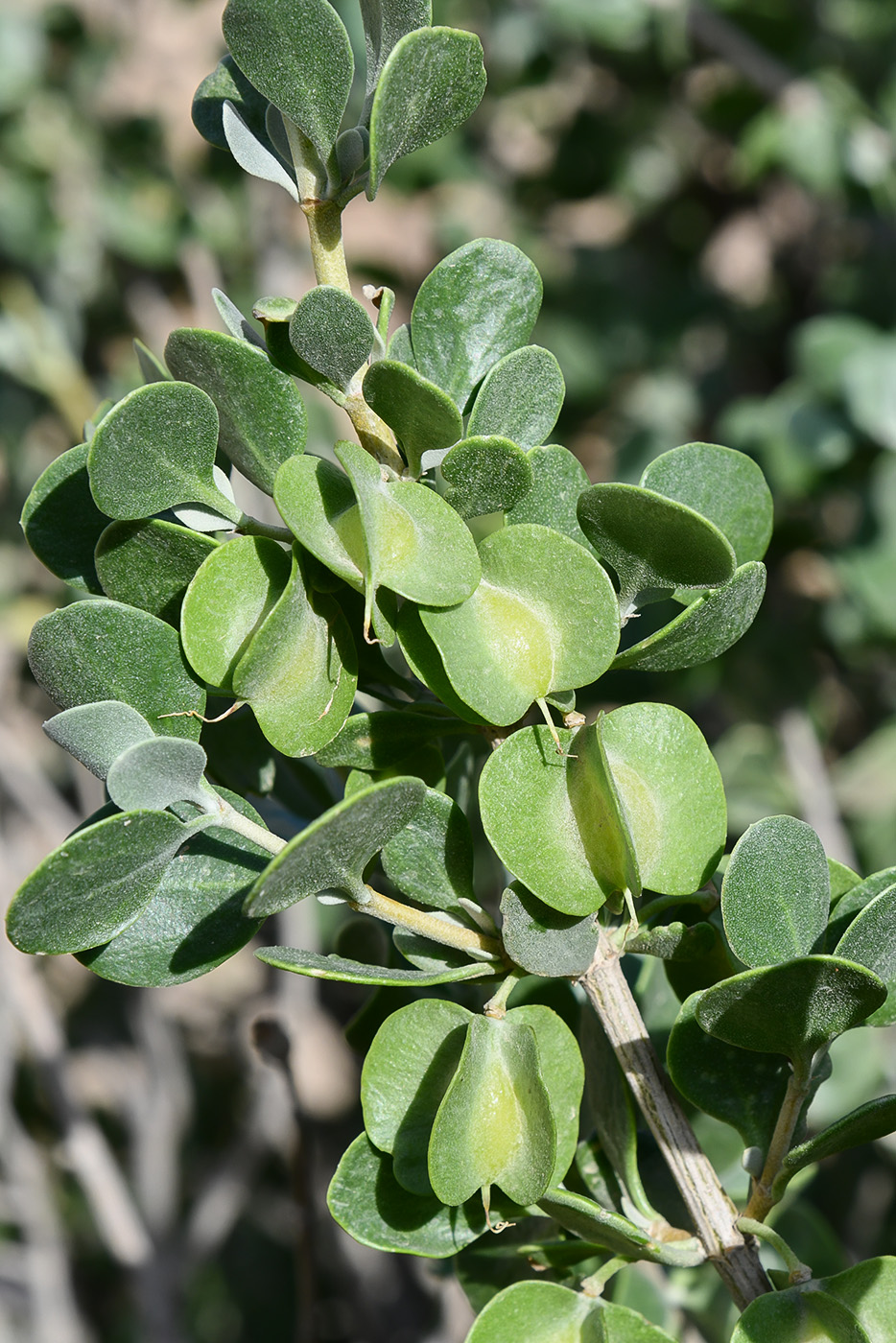 Изображение особи Zygophyllum gontscharovii.