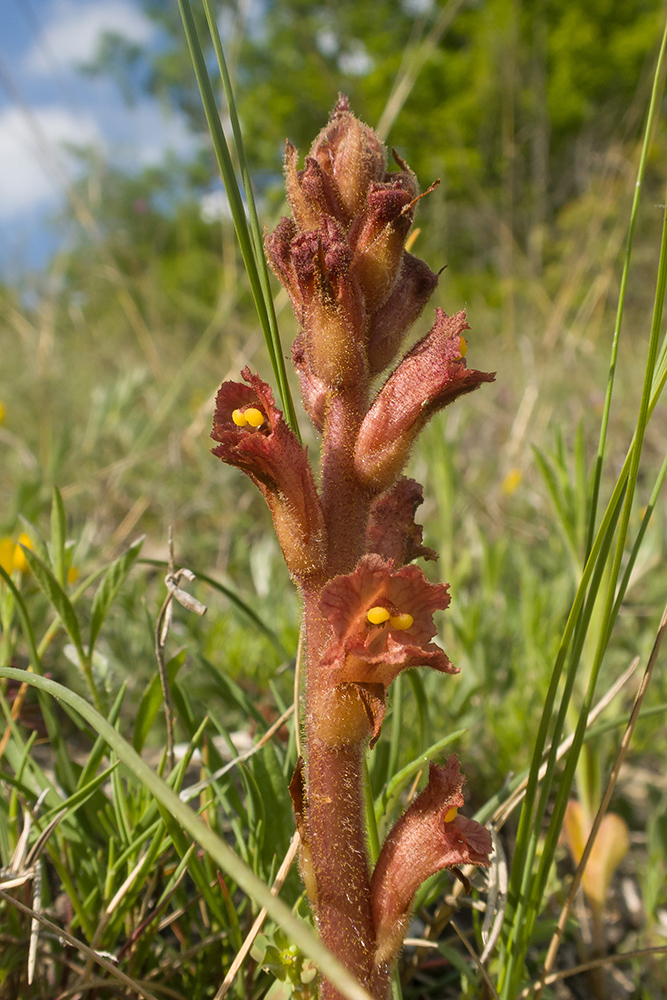 Image of Orobanche alba ssp. xanthostigma specimen.