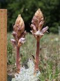 Orobanche callieri. Цветущие растения (предположительно паразитируют на Salvia aethiopis); зелёные листья - Orlaya grandiflora. Крым, Севастополь, Байдарская дол., опушка лиственного леса. 29 мая 2025 г.