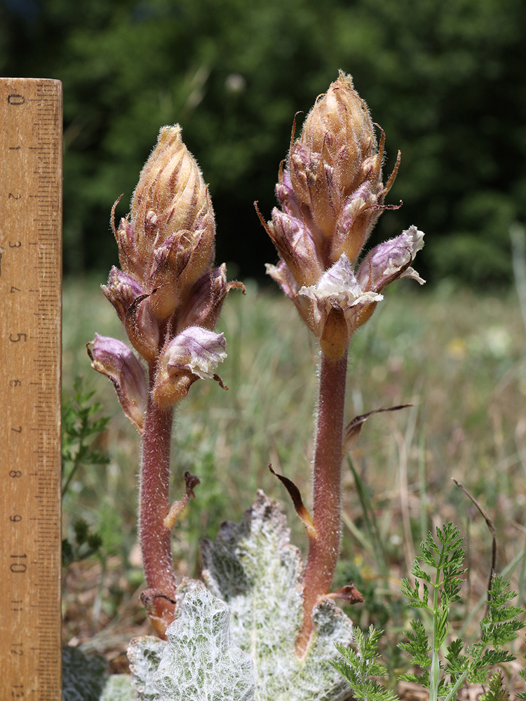 Image of Orobanche callieri specimen.