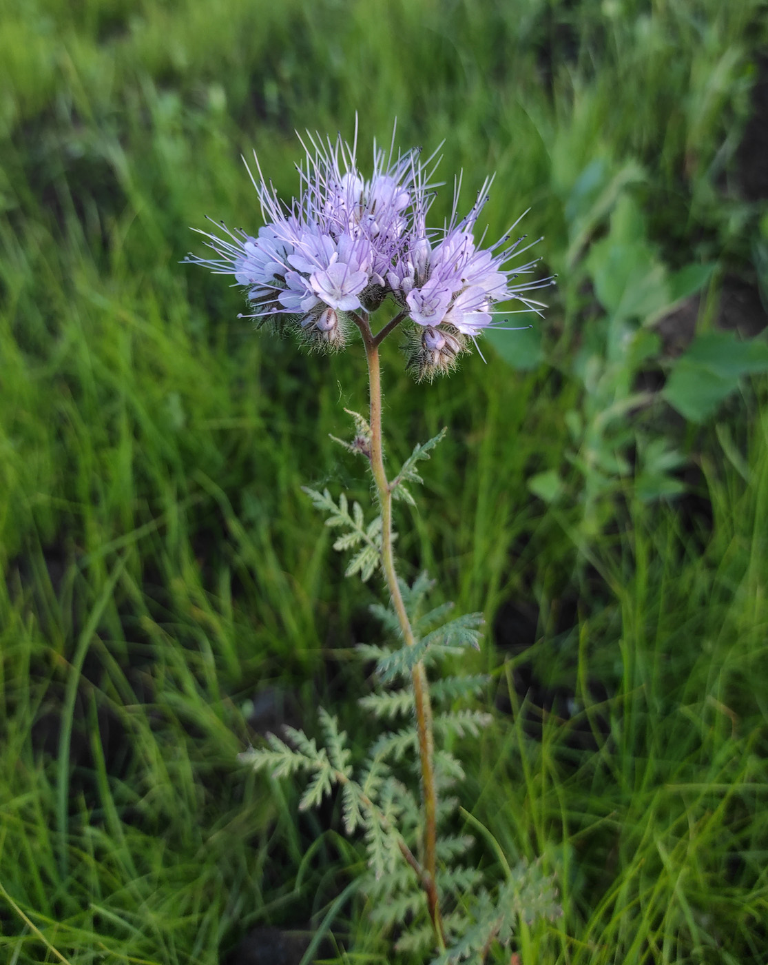 Изображение особи Phacelia tanacetifolia.