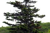 Abies gracilis