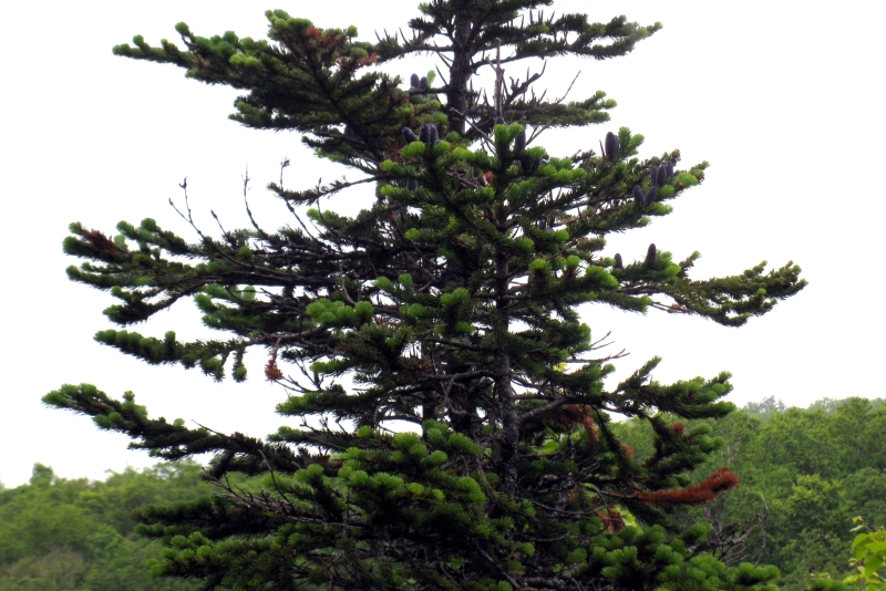 Image of Abies gracilis specimen.