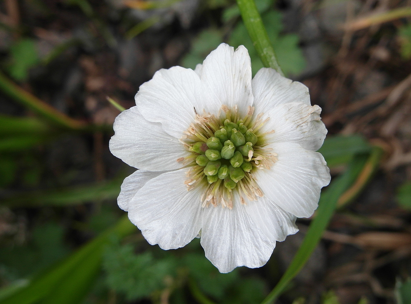 Изображение особи Callianthemum alatavicum.