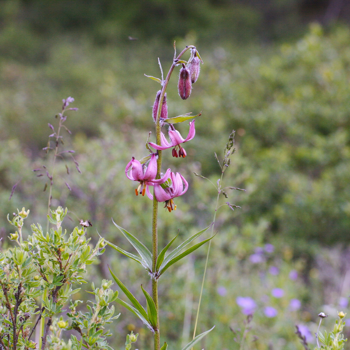Image of Lilium pilosiusculum specimen.