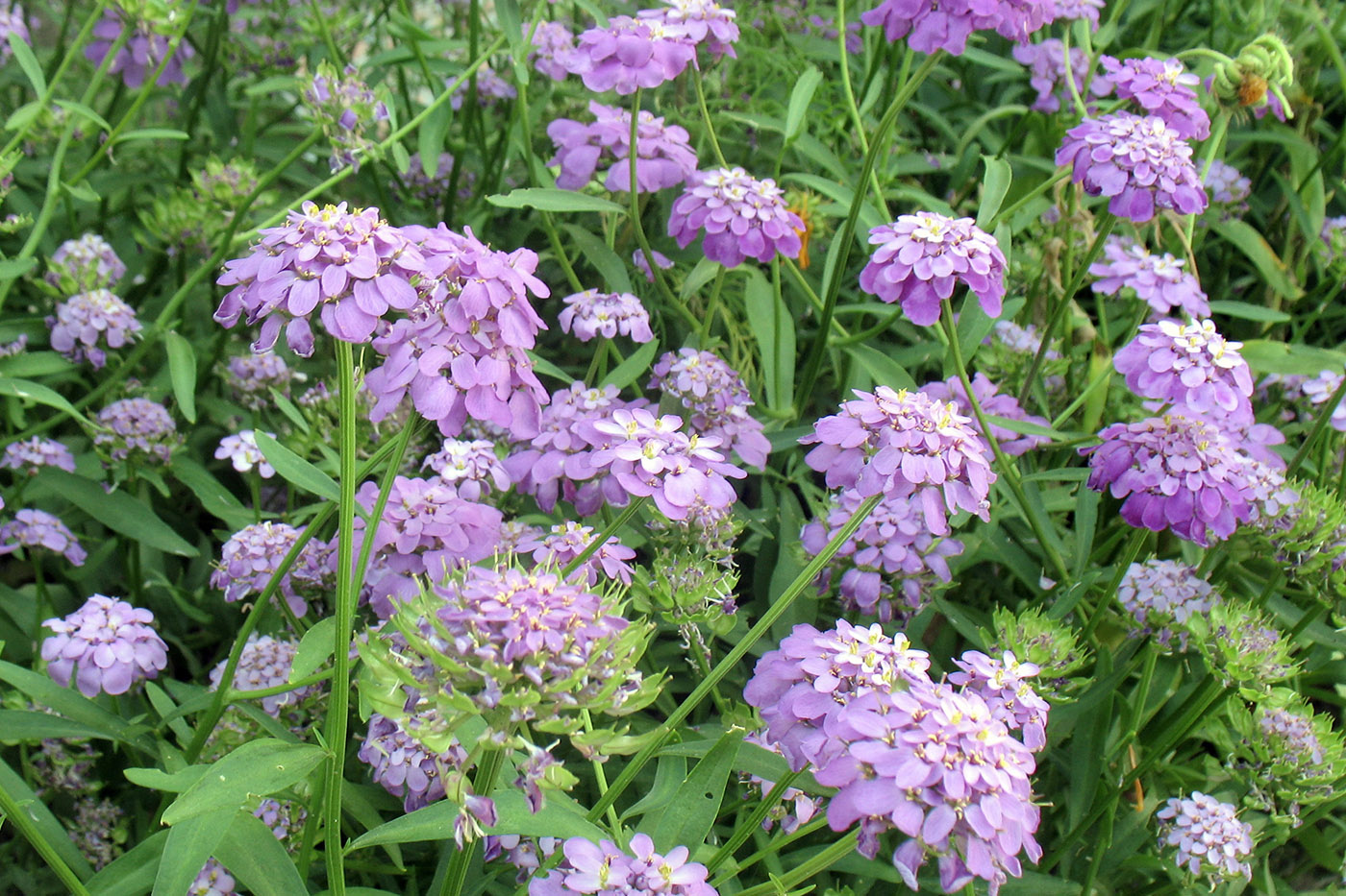 Image of Iberis umbellata specimen.