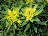 Euphorbia semivillosa. Верхушки цветущих растений (вид сверху). Ульяновская обл., Мелекесский р-н, окр. с. Вишенка, Медвежий овраг, луг в понижении рельефа. 30.04.2024.