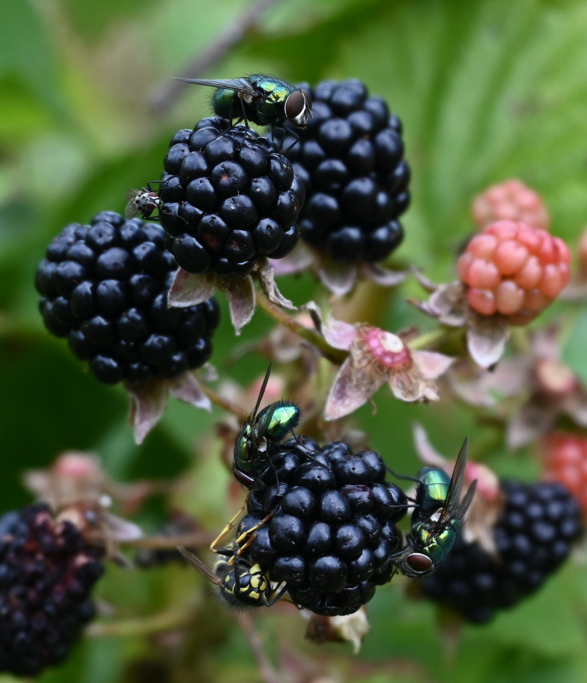 Image of Rubus allegheniensis specimen.