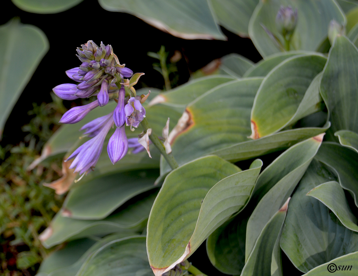 Image of Hosta fortunei specimen.