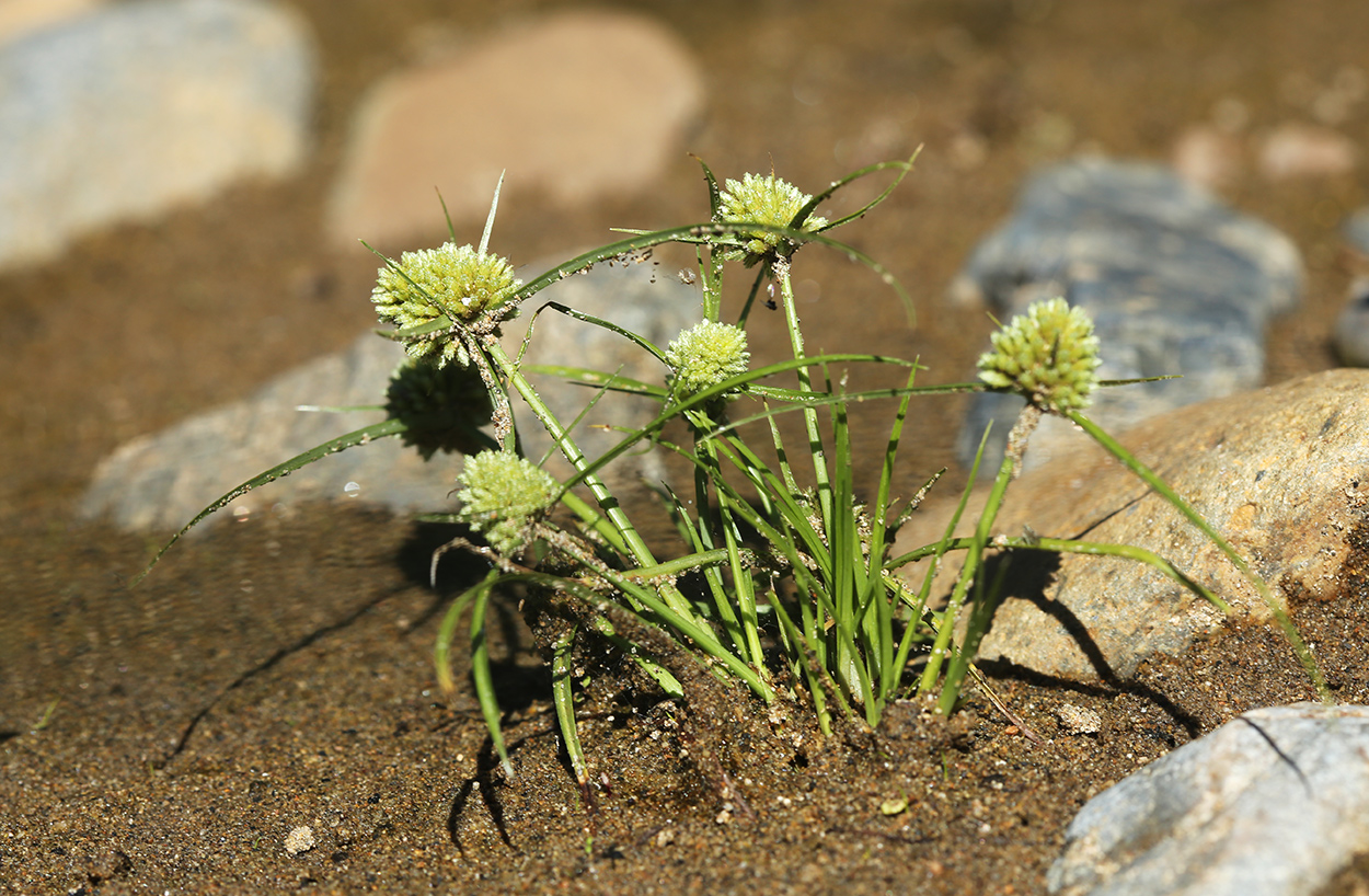 Image of Cyperus michelianus specimen.