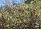 unknown species. Ветви. Турция, ил Ван, окр. Кармраванк, горная степь. 22 мая 2025 г.