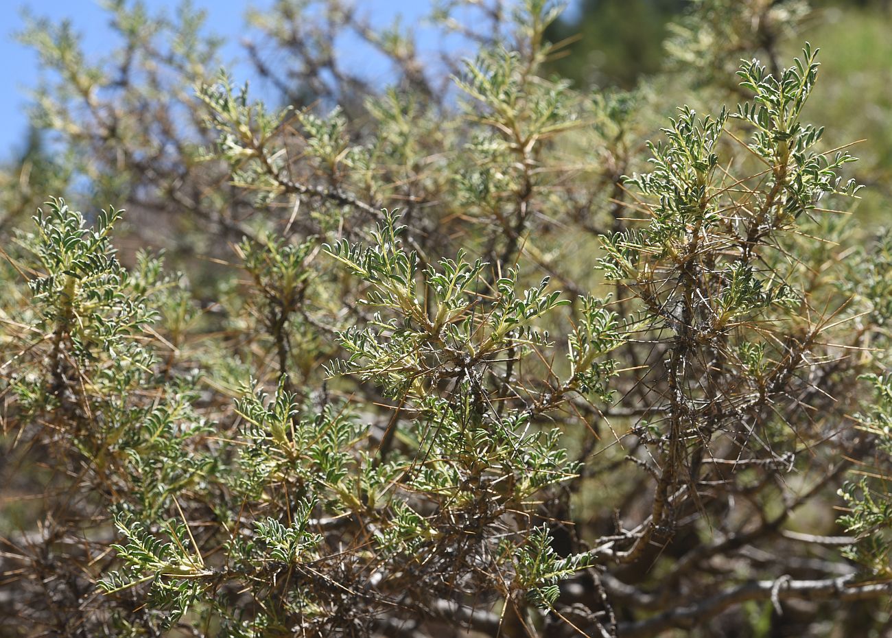 Изображение особи род Astragalus.