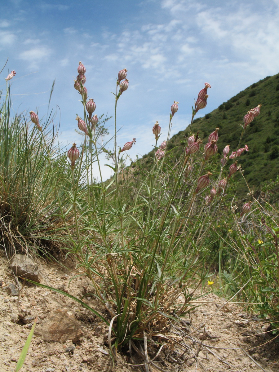 Image of Silene brahuica specimen.