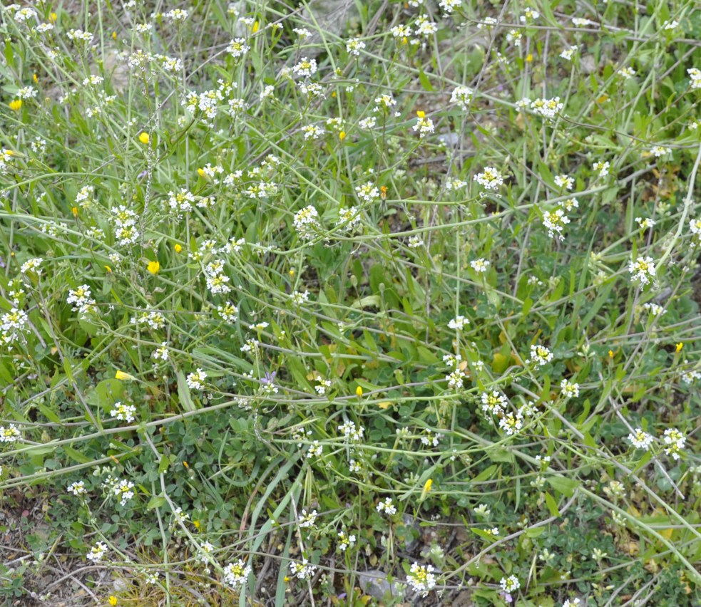 Изображение особи Calepina irregularis.