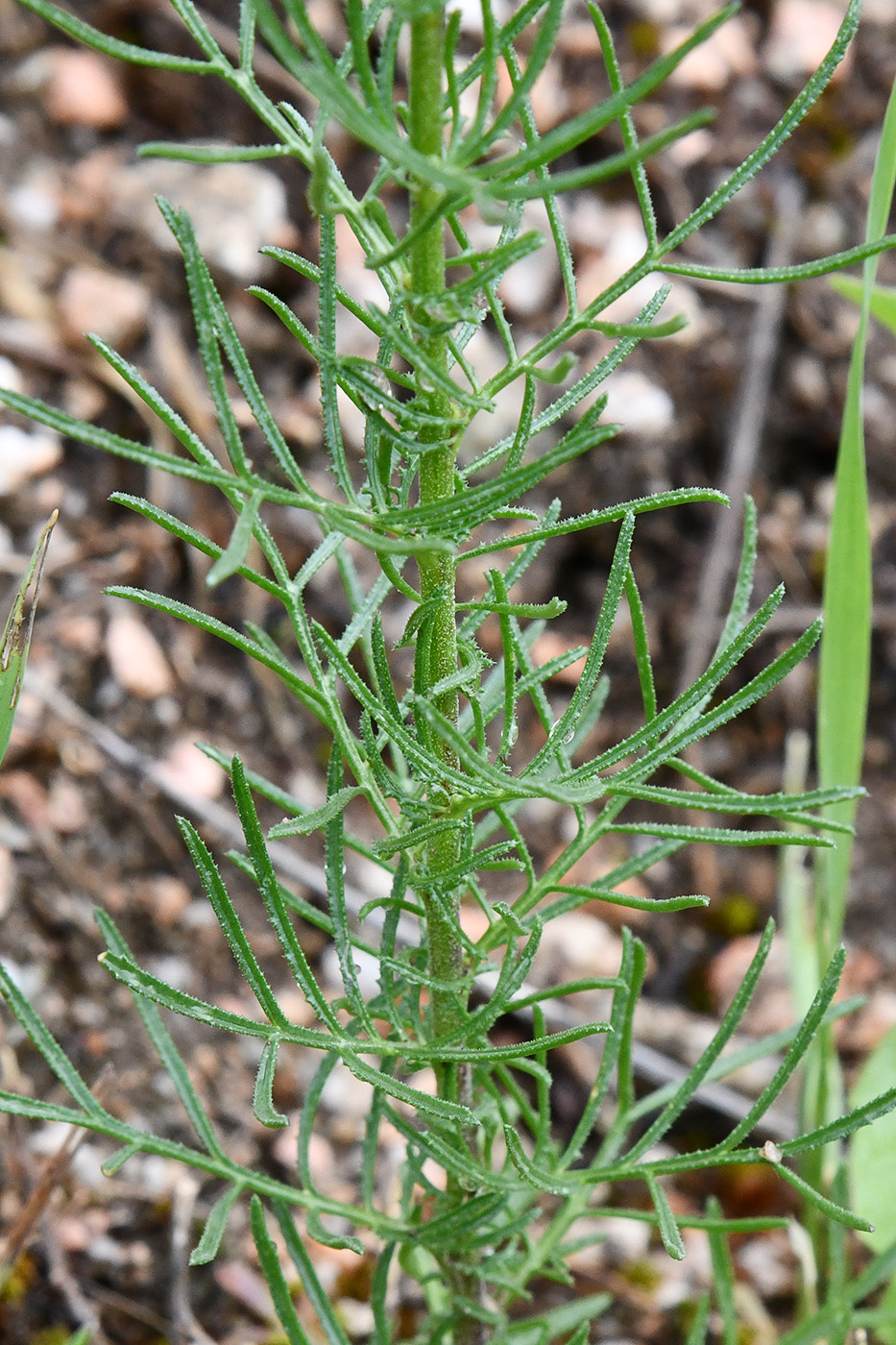 Image of Crupina vulgaris specimen.