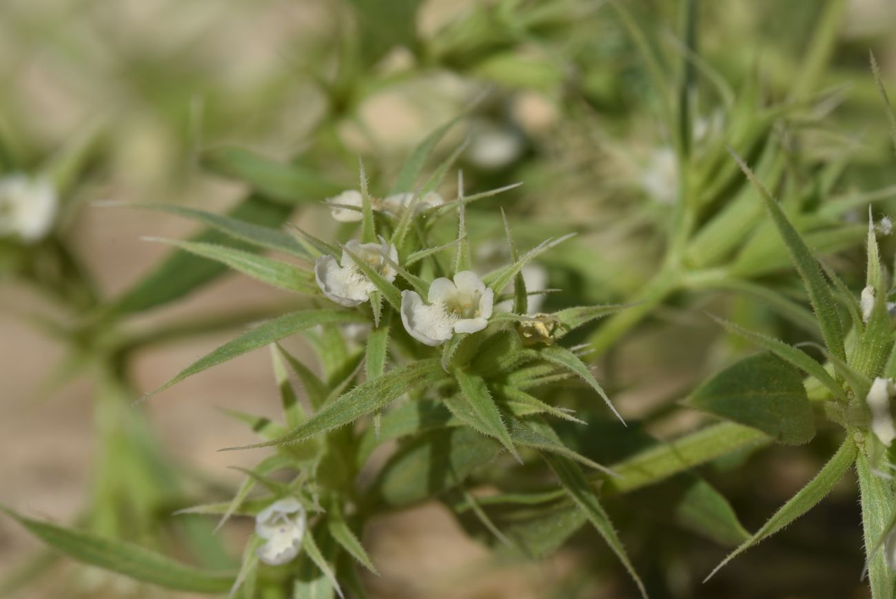 Image of Unknown species specimen.