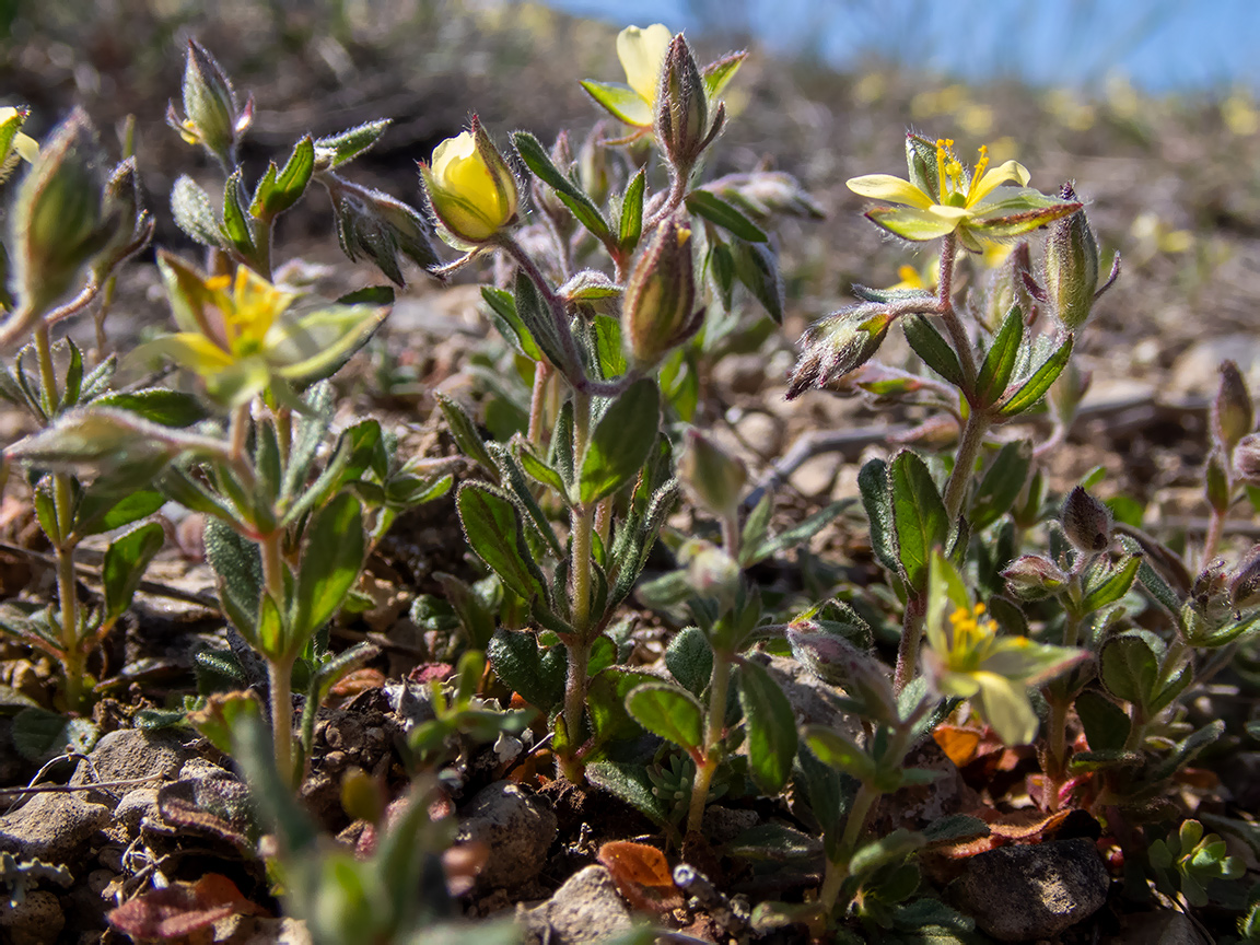 Image of Helianthemum salicifolium specimen.