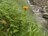 Inula orientalis. Цветущее растение. Кабардино-Балкария, Черекский р-н, дол. р. Чайнашки, ≈ 1800 м н.у.м., овсяницевый лужок в каньоне водопадистого ручья. 29.07.2025.