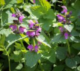 Lamium maculatum