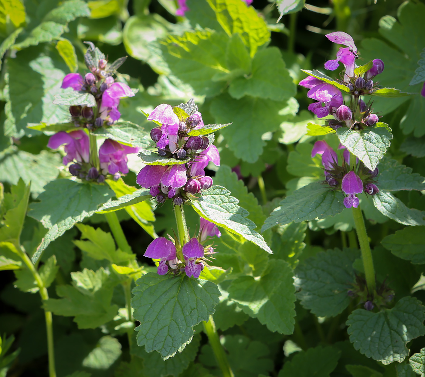 Изображение особи Lamium maculatum.