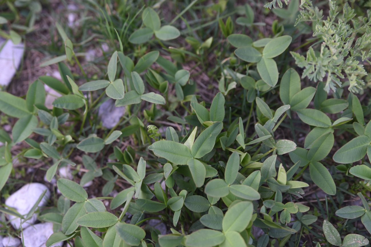 Изображение особи род Trifolium.