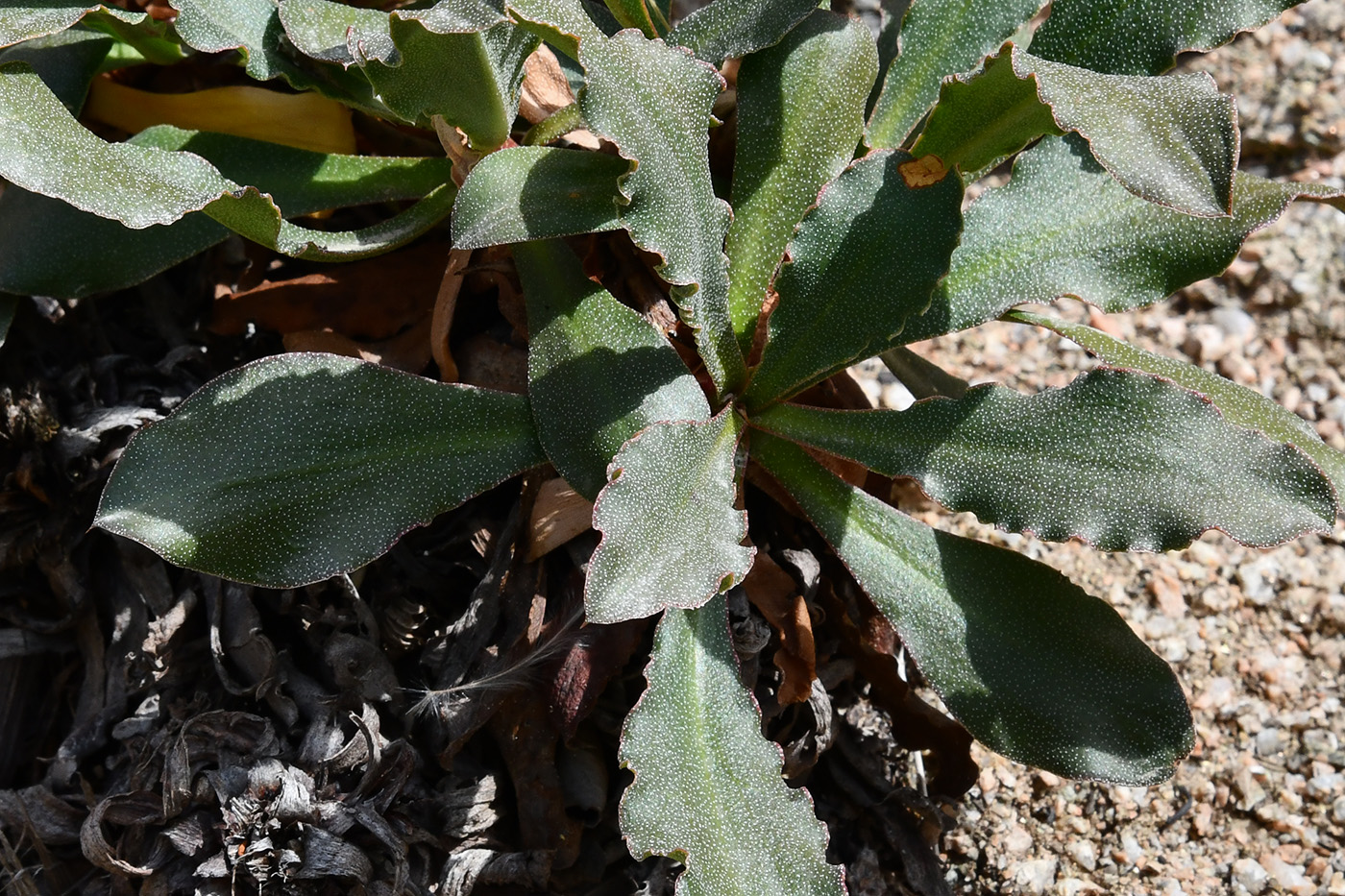 Изображение особи Ikonnikovia kaufmanniana.