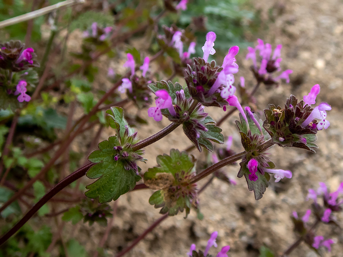 Image of Lamium amplexicaule specimen.
