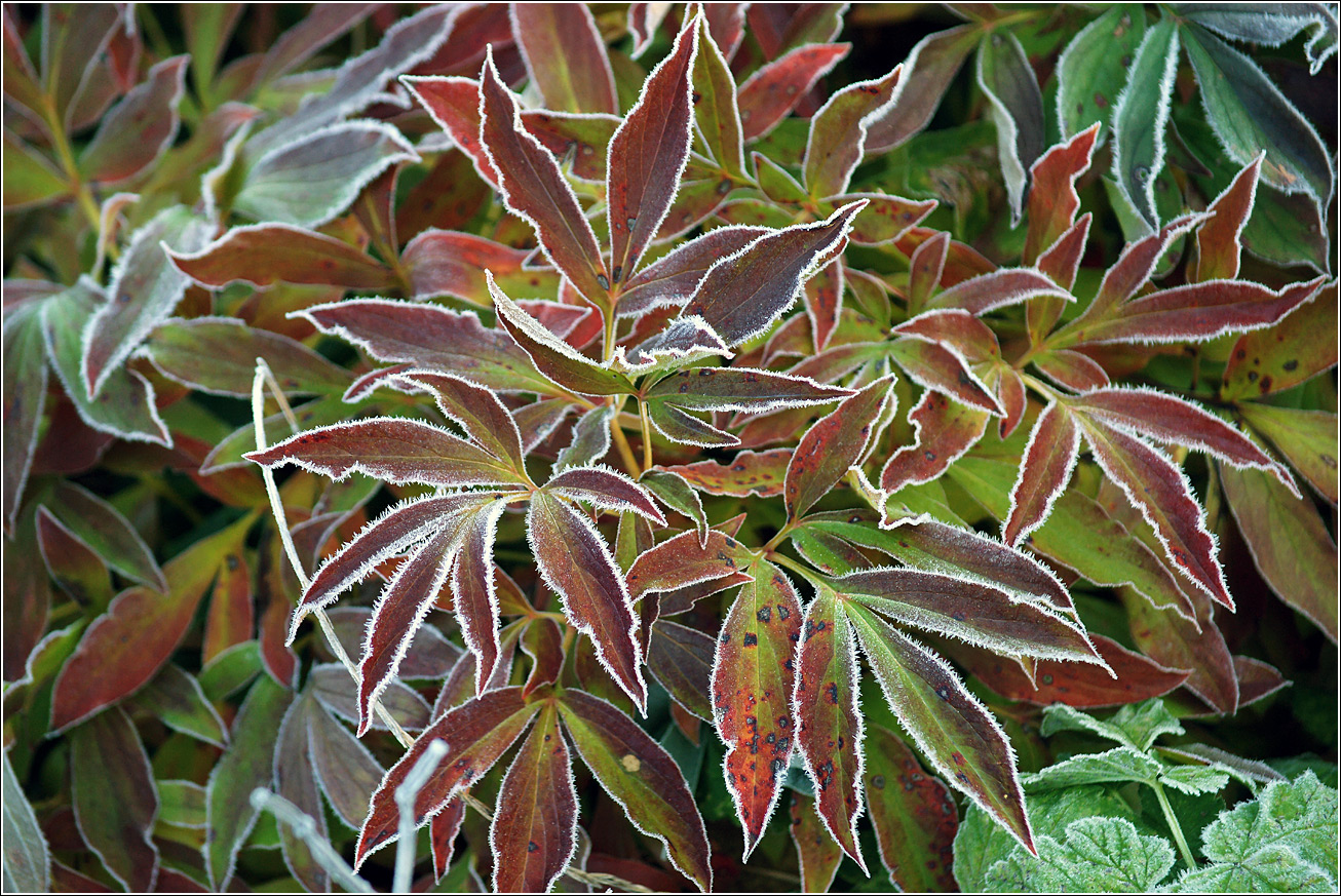 Image of Paeonia lactiflora specimen.