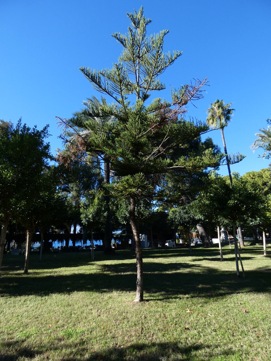 Image of Araucaria heterophylla specimen.