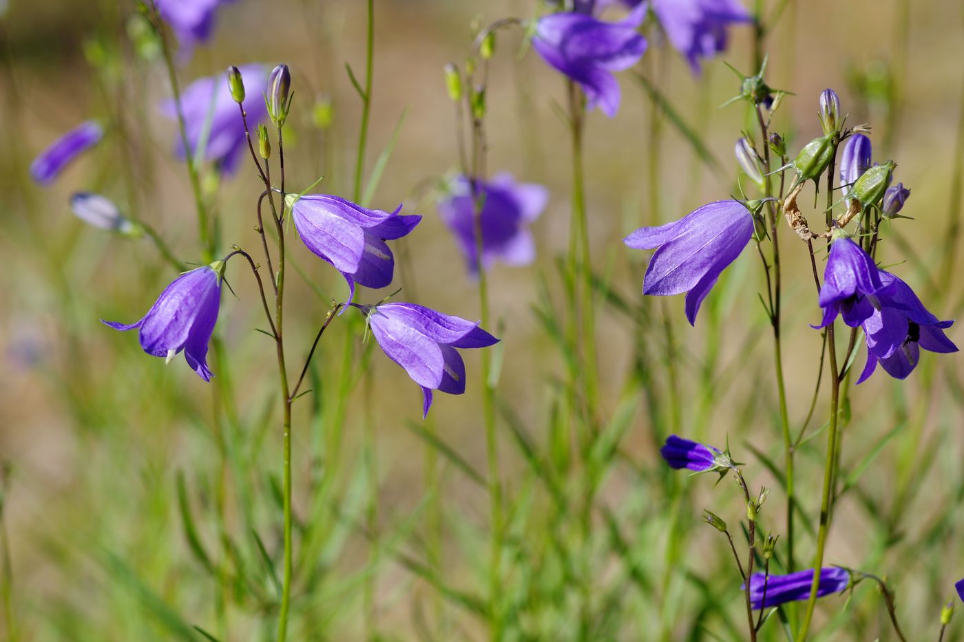 Image of Campanula rotundifolia specimen.