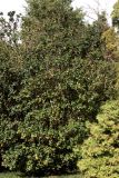 Ligustrum japonicum