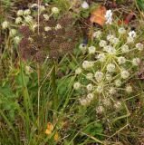 Kitagawia terebinthacea. Соцветия при бутонах и цветках. Китай, пров. Цзилинь, вулкан Чанбайшань, вдоль туристической тропы к смотровой площадке, подгольцовый луг. 04.08.2025.