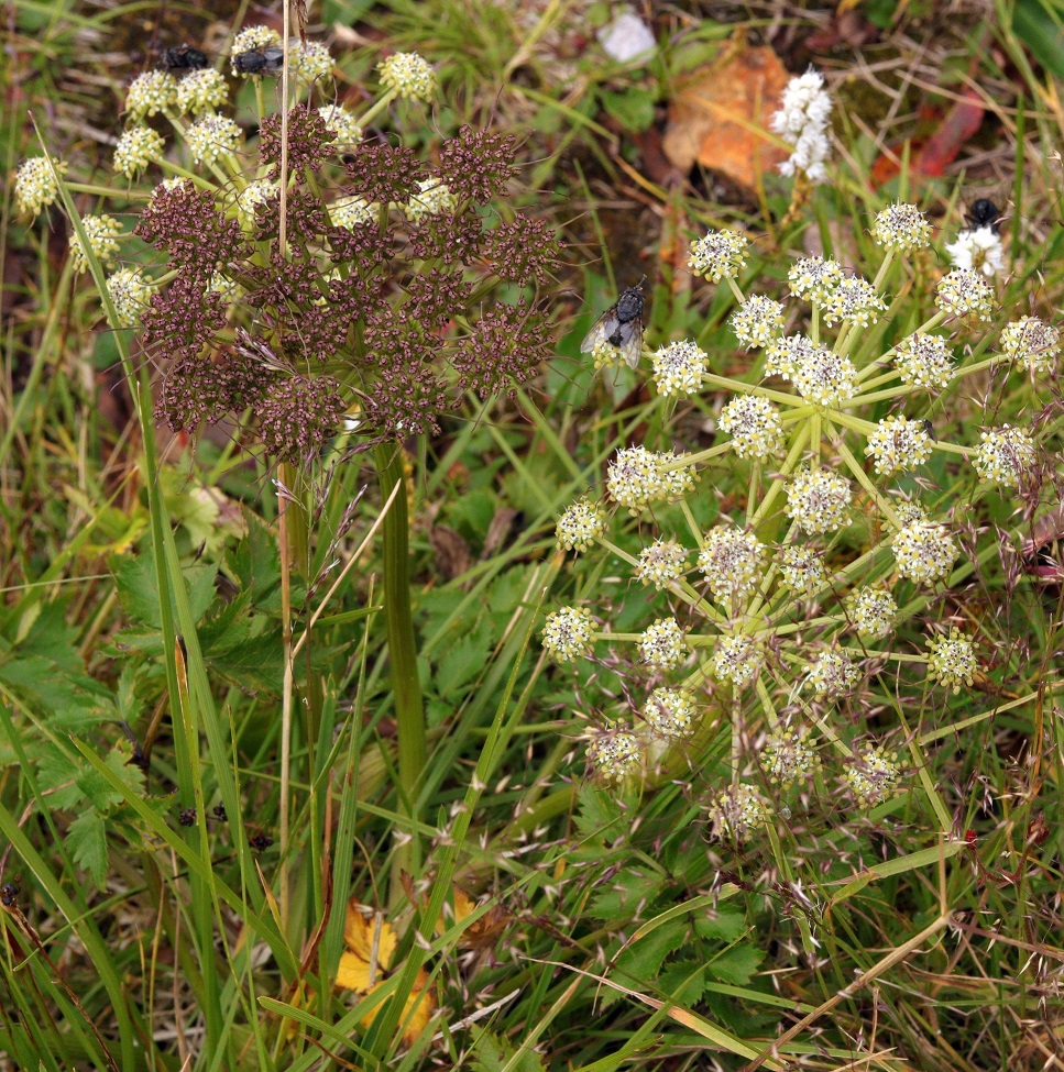 Изображение особи Kitagawia terebinthacea.
