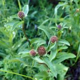 Centaurea pseudophrygia. Верхушки побегов с развивающимися соцветиями. Челябинская обл., Катав-Ивановский р-н, с. Александровка, обочина дороги в сосновом лесу. 04.08.2022.