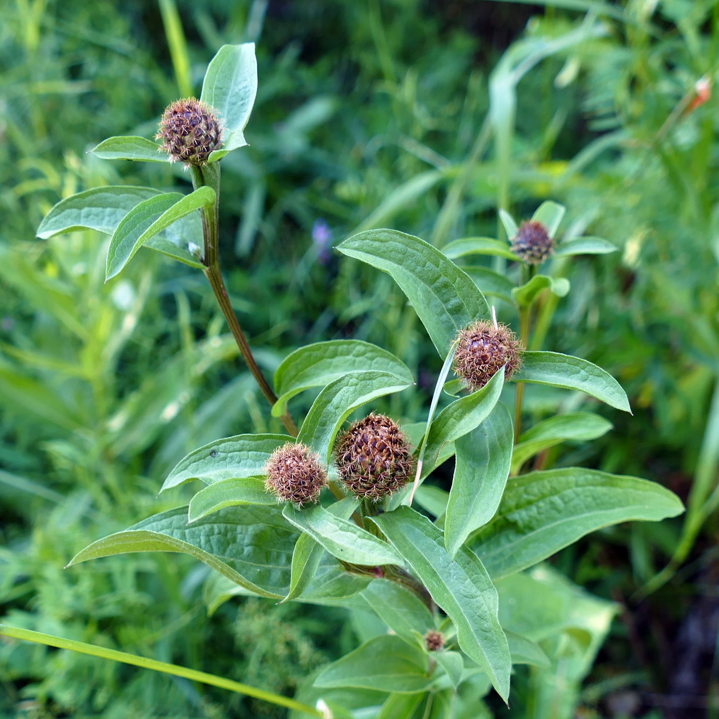 Image of Centaurea pseudophrygia specimen.