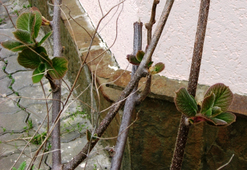 Image of Actinidia chinensis var. deliciosa specimen.