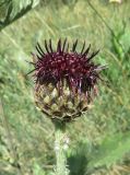 Centaurea kotschyana. Соцветие. Болгария, гора Рила, вдоль хр. Бричебор, горный луг. 30 июля 2024 г.