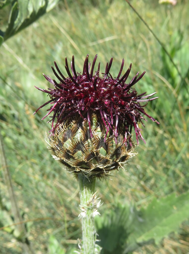 Image of Centaurea kotschyana specimen.
