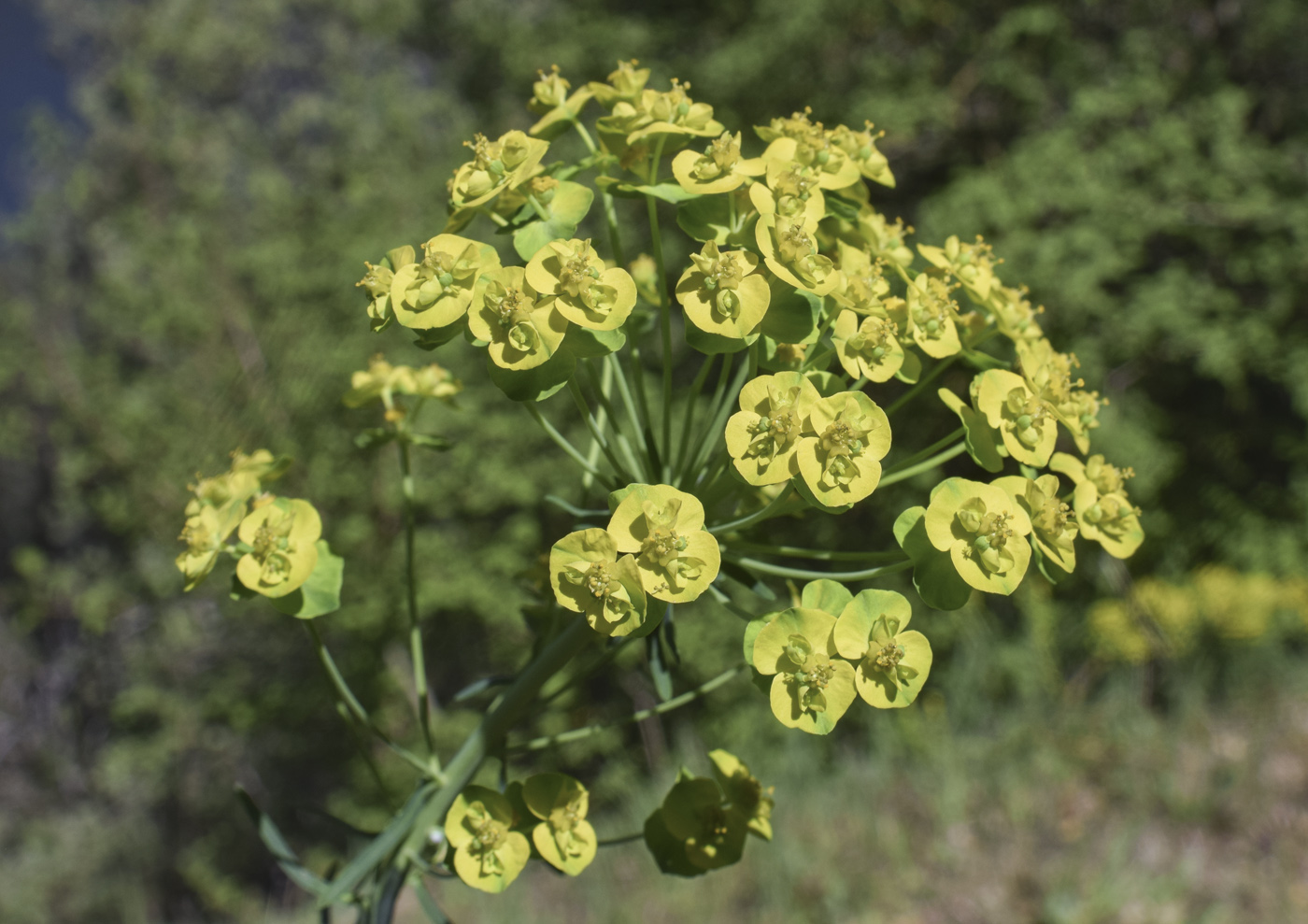 Изображение особи Euphorbia cyparissias.
