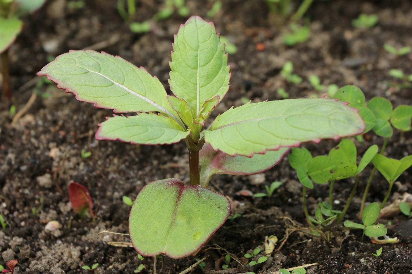 Изображение особи Impatiens glandulifera.