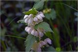 Lamium album. Соцветия в верхней части растения. Московская обл., Раменский р-н, окр. дер. Хрипань, садовый участок. 24.05.2026.