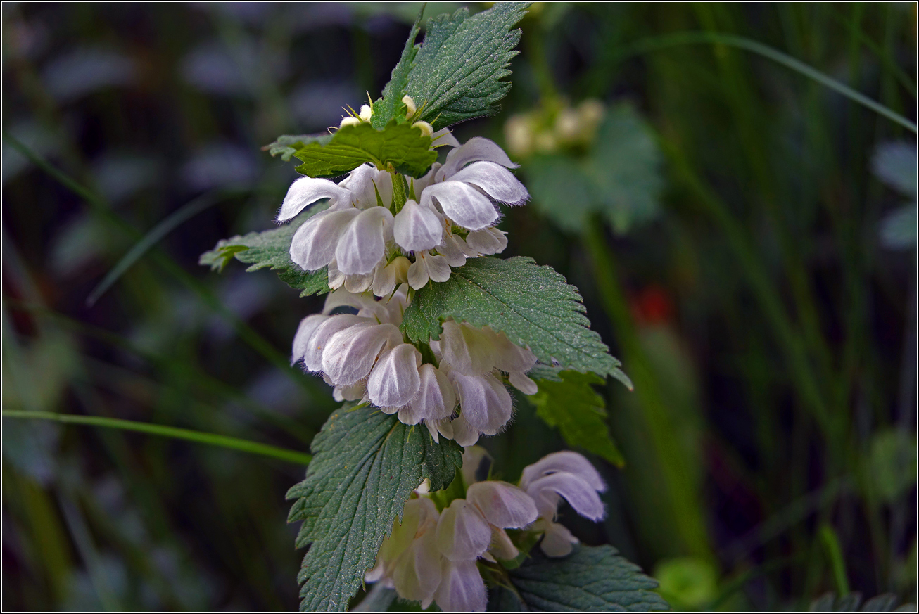 Image of Lamium album specimen.